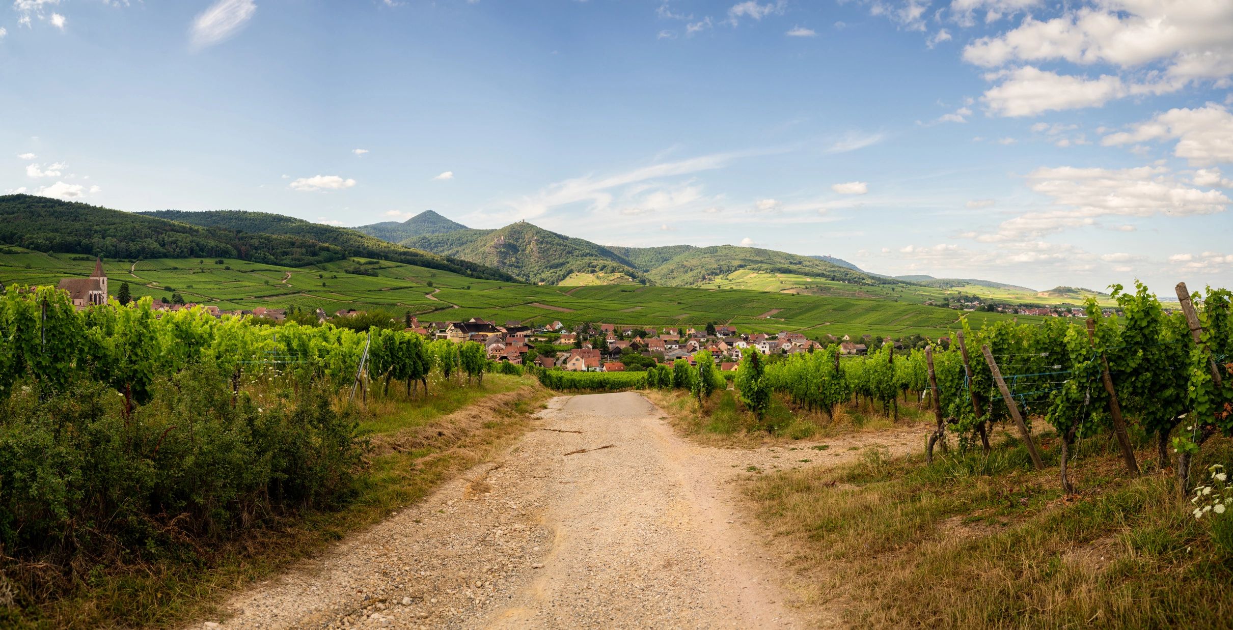 French vineyard scenery