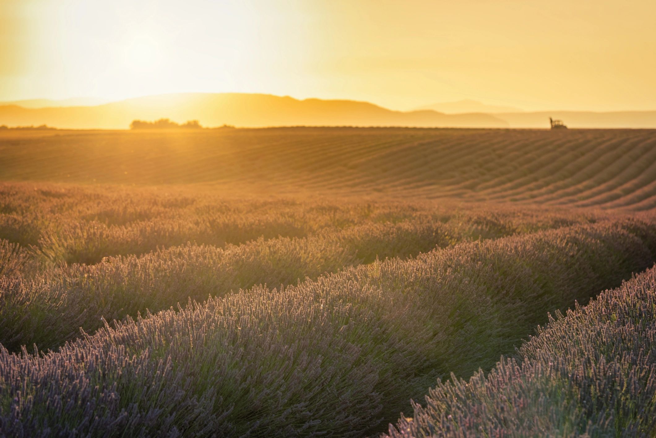 Lavender fields in Provence