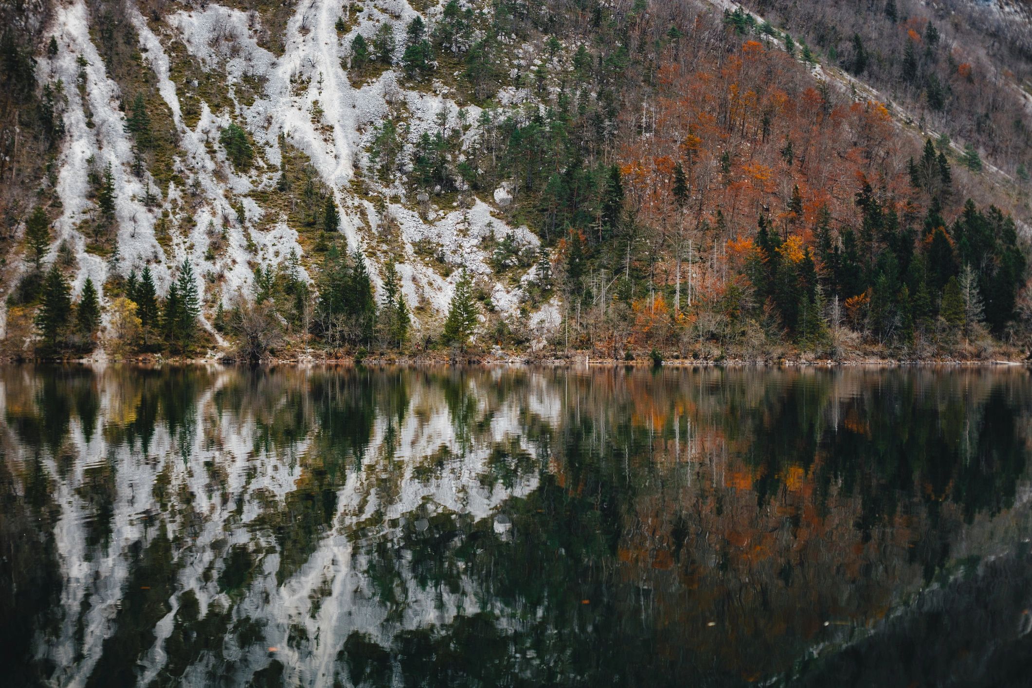 Autumn Forest Reflections Mirroring Rocky Hillside on Lake Bohinj